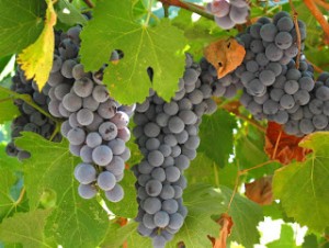 vine-grapes